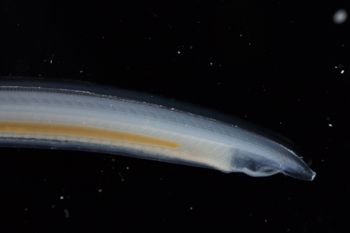 Media type: image;   Invertebrate Zoology 74259
